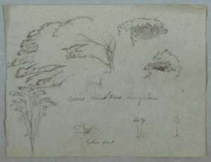 Études de la rivière Magdalena, Colombie : Cimes des arbres, oiseau blanc volant, vignes et trois plantes à fleurs