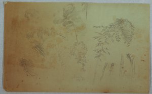 Études de cimes d