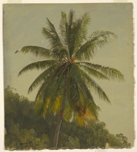 Étude de palmier, Jamaïque - Frederic Edwin Church