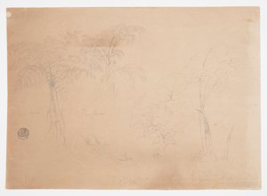Étude de deux arbres et trois plantes, près de Jorje, Équateur
