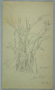 Arbre avec de nombreux troncs séparés près de Jorje, Équateur, juin 1857 - Frederic Edwin Church