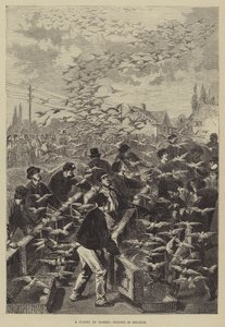 Un vol de pigeons voyageurs en Belgique