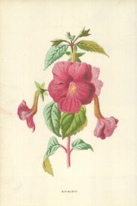 Achimènes - Frederick Edward Hulme