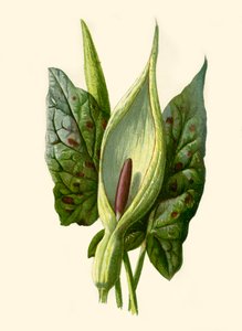 Arum ou Gouet, 1877 - Frederick Edward Hulme