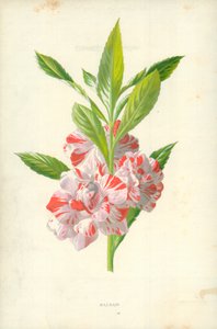 Baume - Frederick Edward Hulme