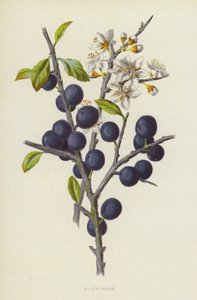 Prunellier