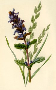 Bugle et fétuque élevée, 1877