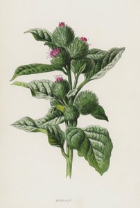 Bardane