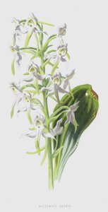 Orchis papillon - Frederick Edward Hulme