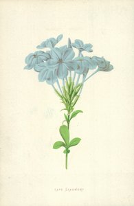 Plumbago - Frederick Edward Hulme