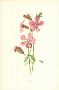 Silène