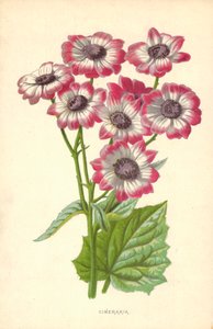 Cinéraire - Frederick Edward Hulme