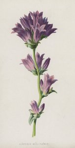 Campanule agglomérée