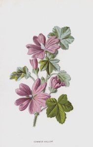 Mauve commune