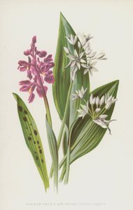 Orchis mâle et Ail des ours