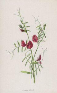 Vesce commune - Frederick Edward Hulme