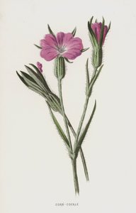 Nielle des blés