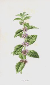 Menthe des Champs (chromolithographie)