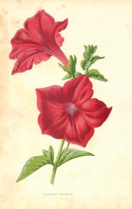 Pétunia cramoisi