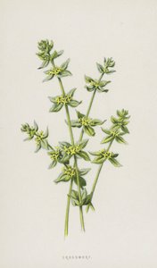 Crucianelle