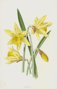 Jonquille