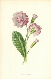 Primevère double - Frederick Edward Hulme