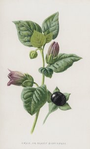 Belladone - Frederick Edward Hulme