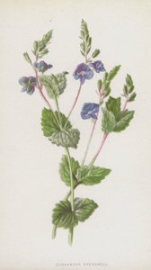 Véronique petit-chêne - Frederick Edward Hulme