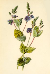 Véronique petit-chêne, 1877 - Frederick Edward Hulme