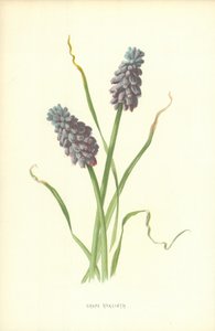 Muscari