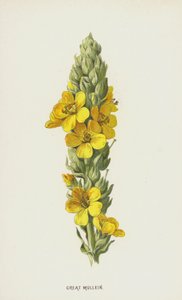 Molène bouillon-blanc