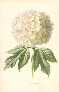 Viorne obier