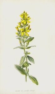 Millepertuis velu