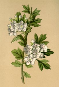 Aubépine, 1877 - Frederick Edward Hulme