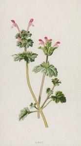 Lamier amplexicaule - Frederick Edward Hulme