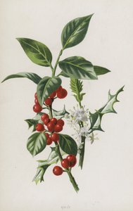 Houx - Frederick Edward Hulme