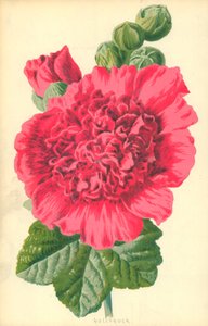 Rose trémière