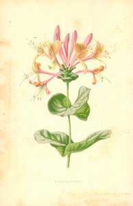 Chèvrefeuille - Frederick Edward Hulme