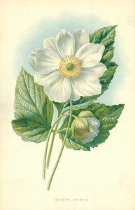 Anémone du Japon - Frederick Edward Hulme