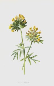 Anthyllide vulnéraire