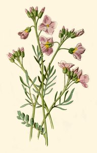 Cardamine des prés, cresson amer ou fleur de coucou