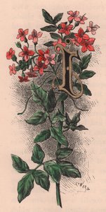 Lettre I, lettrine, gravure aquarelle, cm 10x5, par Frederick Edward Hulme (1841-1909) de The familiar Garden Flower, vers 1880