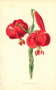 Lys des champs