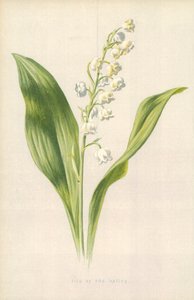 Muguet