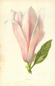 Magnolia