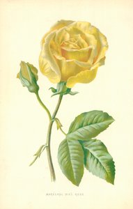 Rose Marechal Niel
