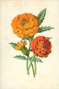 Souci - Frederick Edward Hulme
