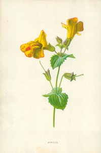 Mimulus - Frederick Edward Hulme