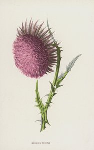 Chardon penché