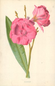 Laurier-rose